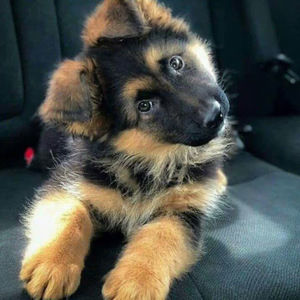 Meet your Posher, Milo